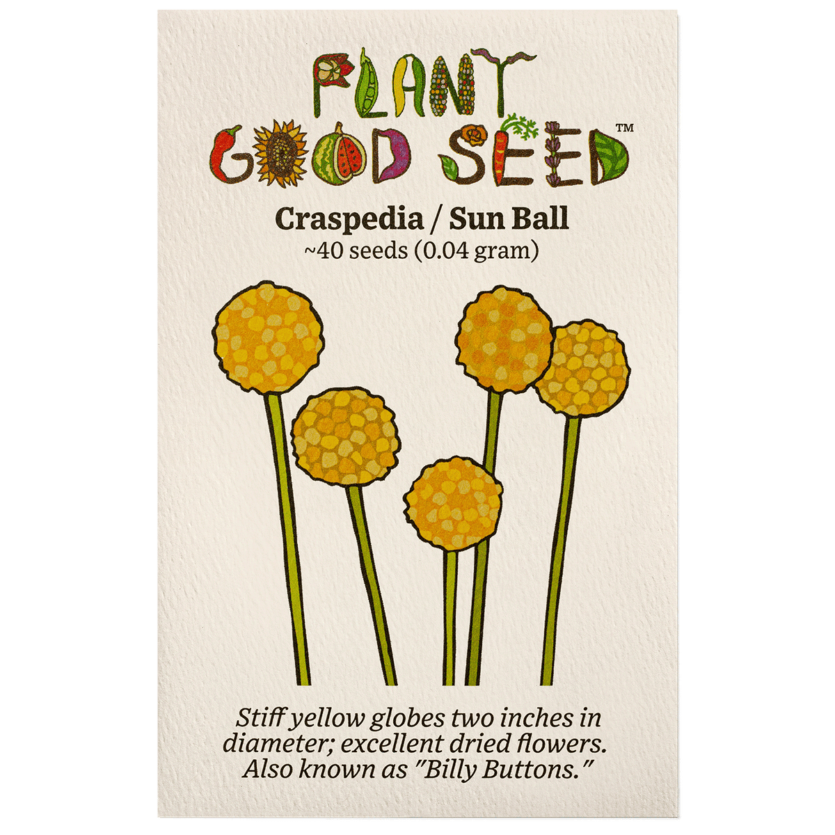 Craspedia / Sun Ball / Billy Buttons Flower