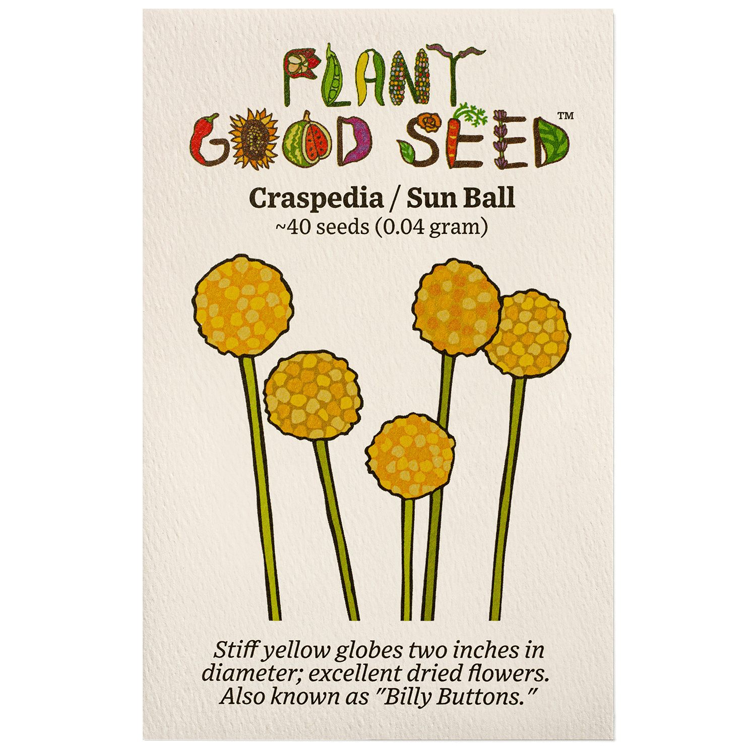 Craspedia / Sun Ball / Billy Buttons Flower