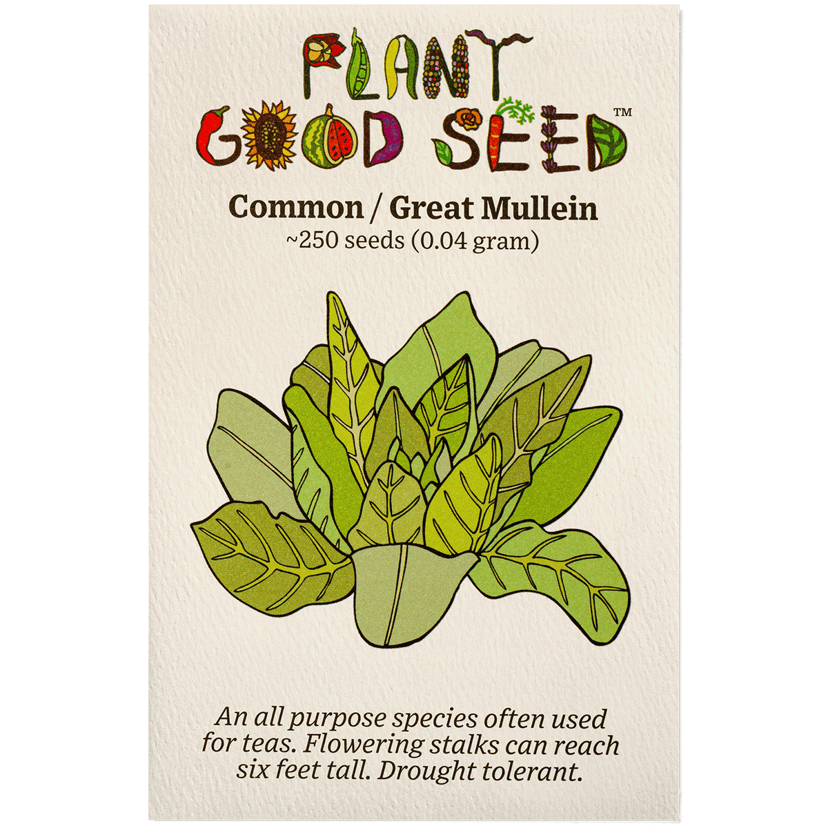 Common / Great Mullein