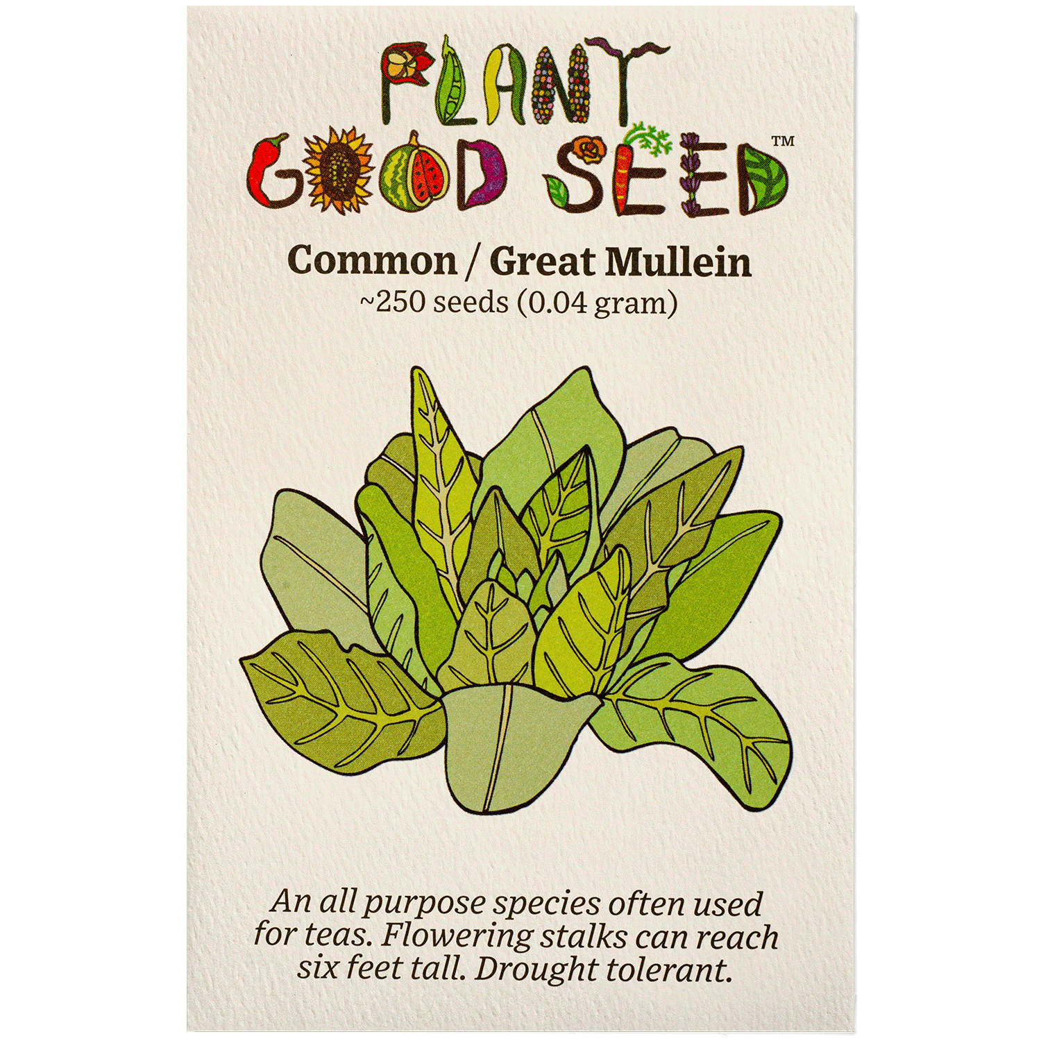 Common / Great Mullein