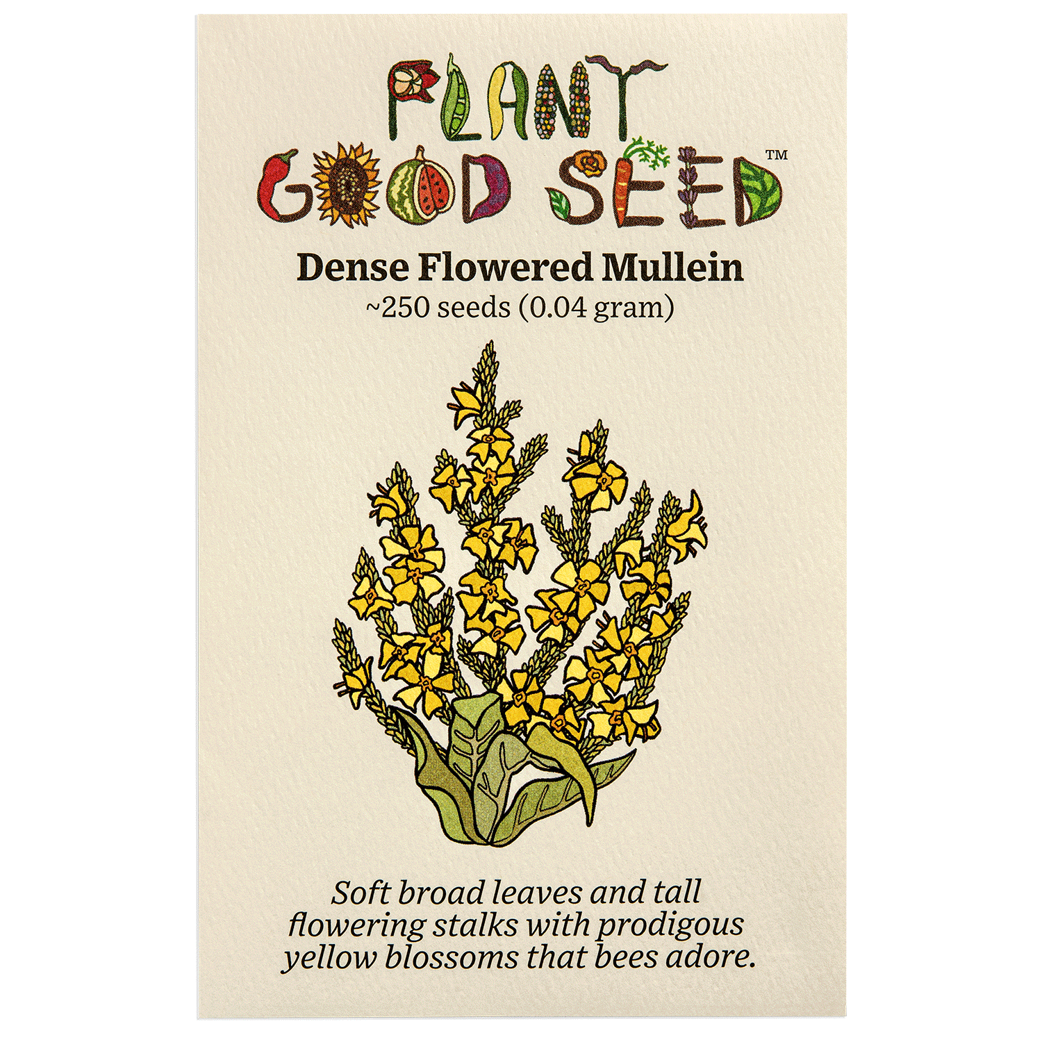 Dense Flowered Mullein