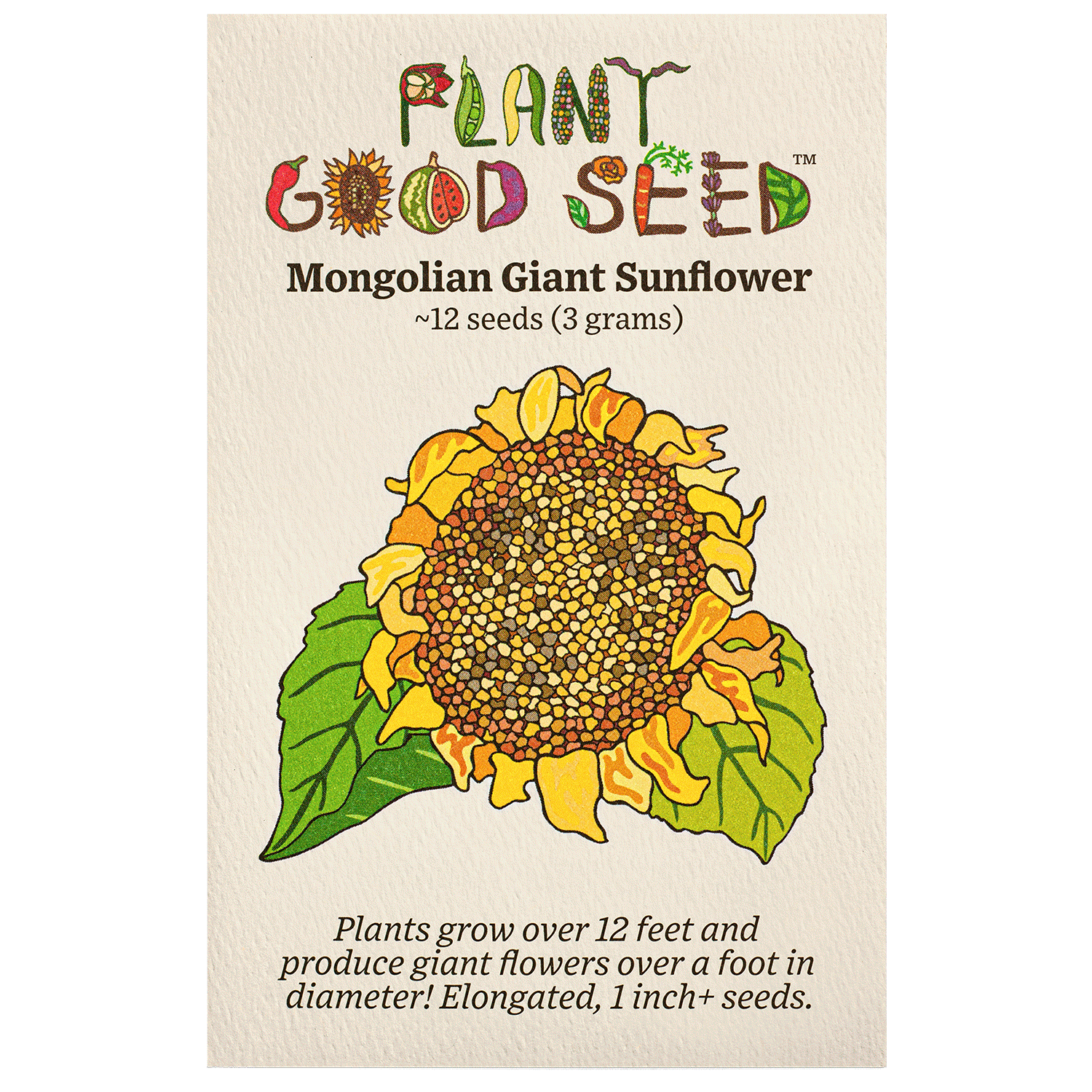 Mongolian Giant Sunflower