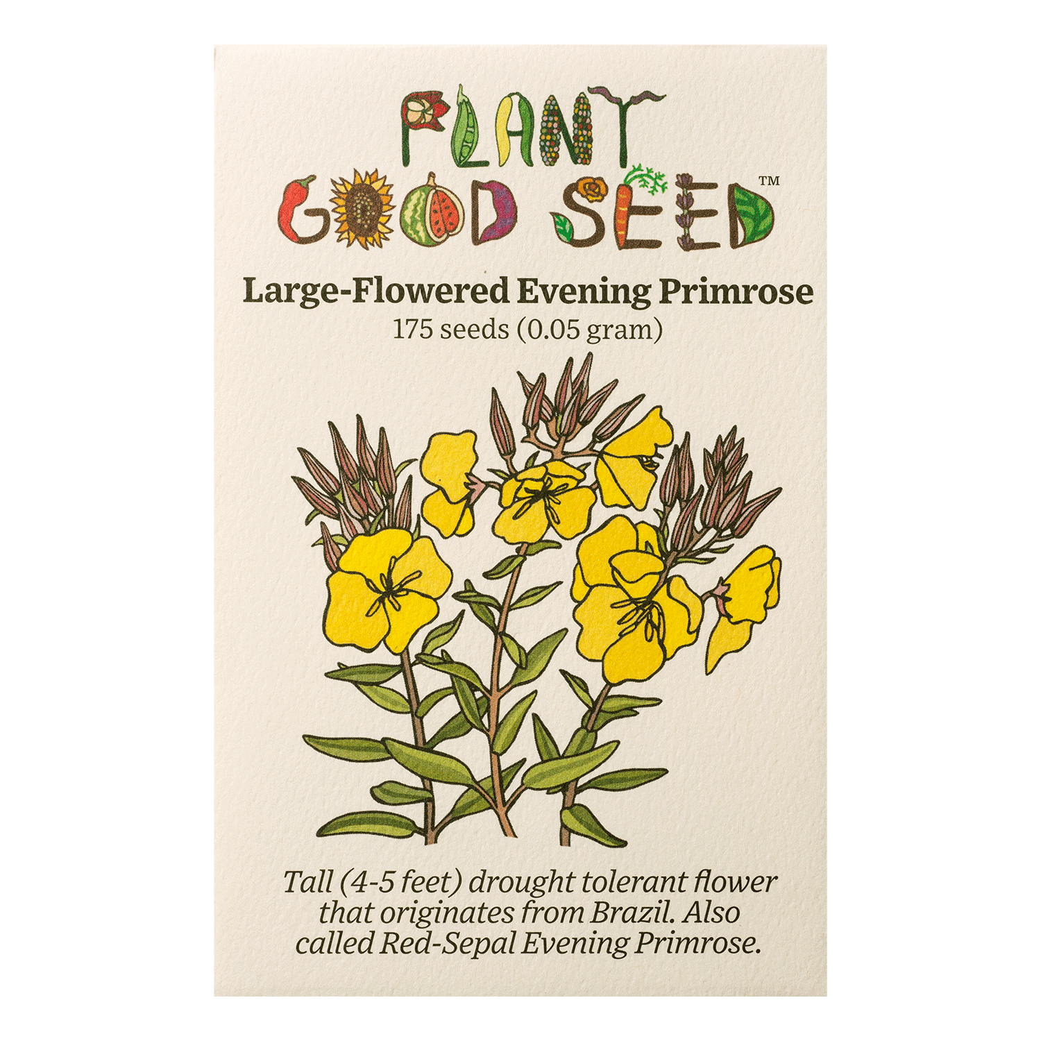 Large Flowered Evening Primrose