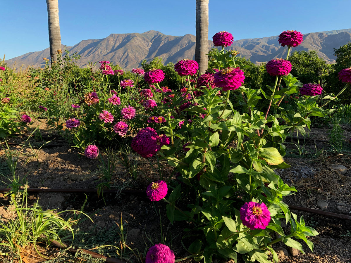 Giant Violet Zinnia