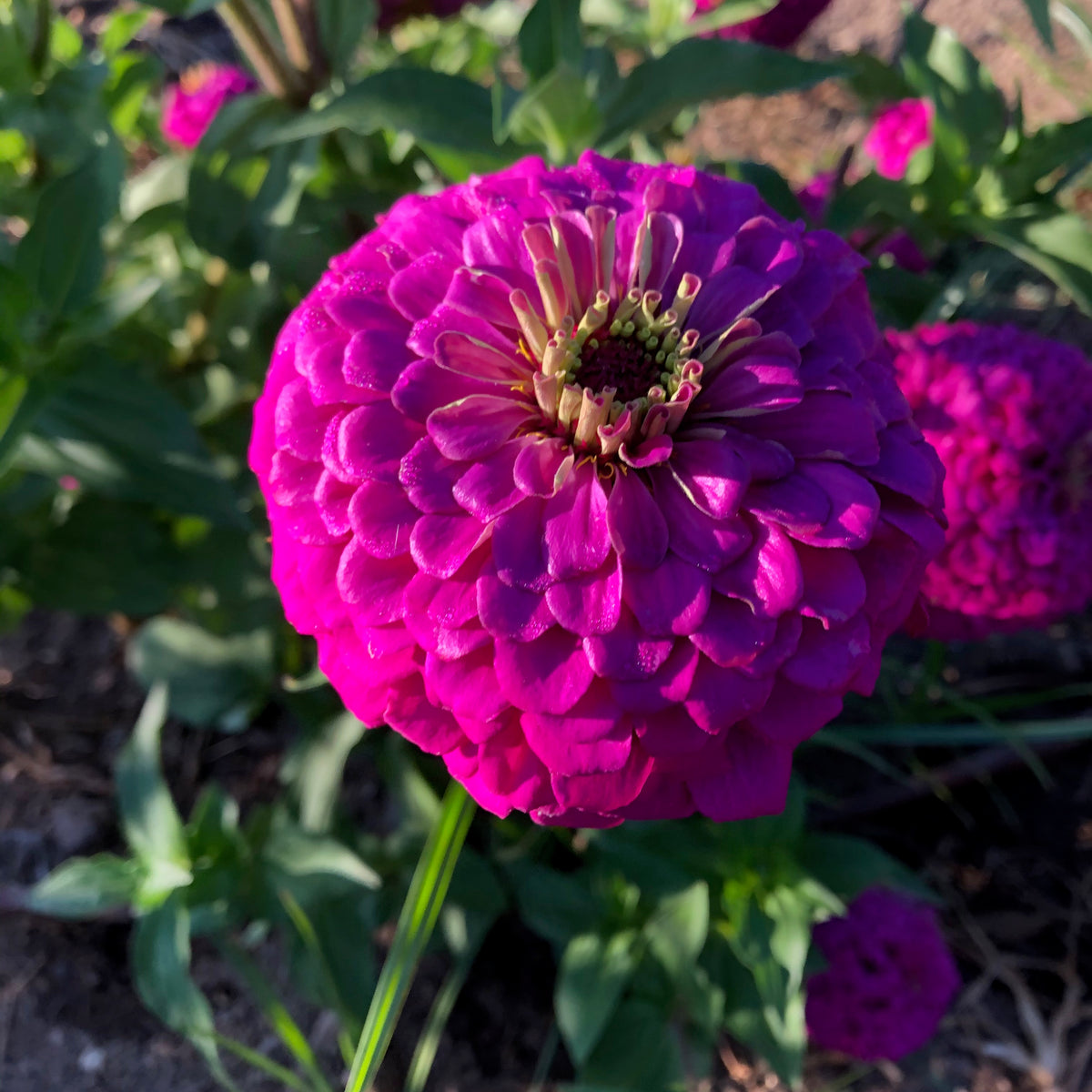 Giant Violet Zinnia