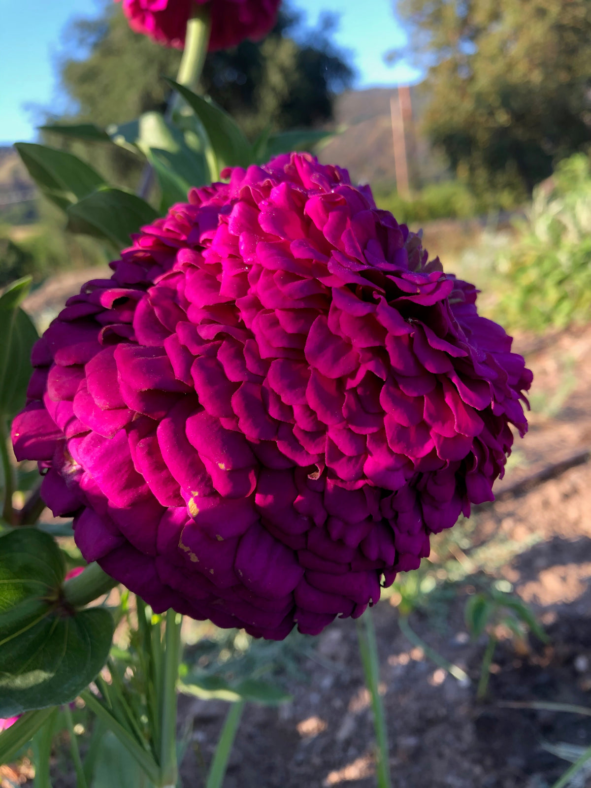 Giant Violet Zinnia