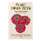 Giant Violet Zinnia