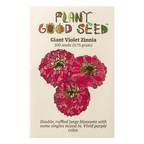 Giant Violet Zinnia